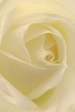 With luminous detail, this cream-white rose opens to invite viewers directly into its soft spiraling embrace, much as a kind word brings warmth on a gentle West Drayton morning. Each delicate petal unfolds quietly against a backdrop of diffused light, their ivory and pale yellow shades highlighted by subtle shadows, reminiscent of early sunshine over the Grand Union Canal. The sensation is one of weightless softness-a texture like whisper-light silk lightly touched by dew. This flower breathes calm, evoking the peaceful start of a day or the private strength of giving or receiving heartfelt sympathy. Its understated, sweet fragrance lingers in the imagination, marking the rose as a universal emblem of reverence and new beginnings. To a florist in West Drayton, the artistry lies in capturing both the vulnerable fragility and the resilient harmony within the rose's form, offering bespoke arrangements that carry these gentle emotions to homes across the area. In every close-up, the image tells a story of quiet artistry, subtle feeling, and community tradition-a perfect expression of care for life's important moments.